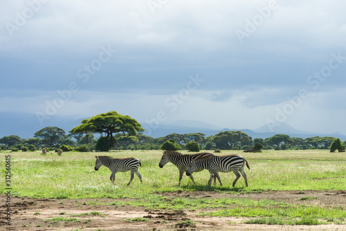 Plains or common zebra  equus quagga  on open grassland  Amboseli National Park