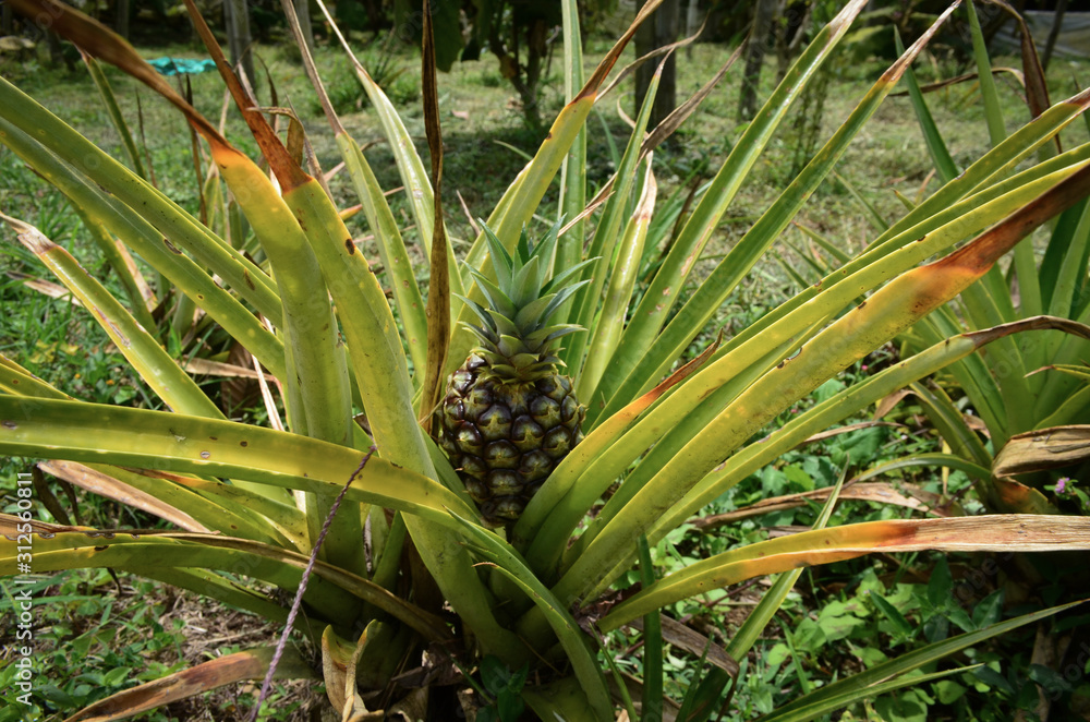 Fototapeta premium Pineapple