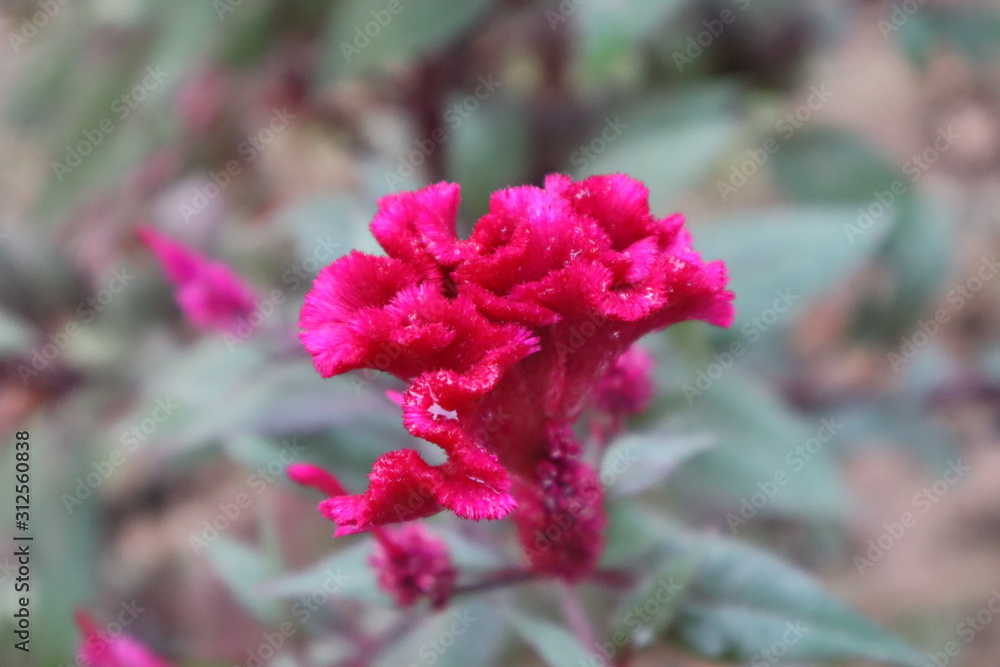 Cockscomb flowers