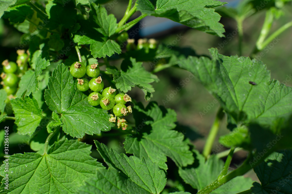 Green unripe gooseberries on a bush in the garden Green unripe gooseberries on a bush in the garden