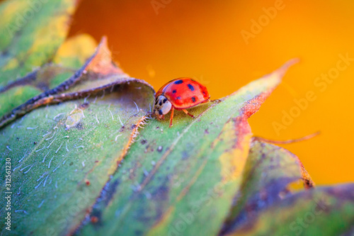 Macro of ladybug on a blade of grass © mironovm