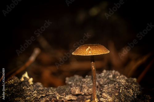 Psilocybe cubensis
