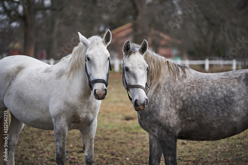 Two young white horses of Kladrubsky race in horse farm in Czech Republic grazing on pasture land during the cold winter day. Kladrubsky is one of the oldest european horse breeds, heritage of Czech.