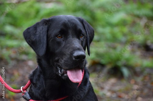 portrait of a dog