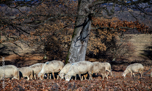 Schafherde in den Bergen