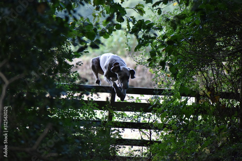 weimaraner jumping fence