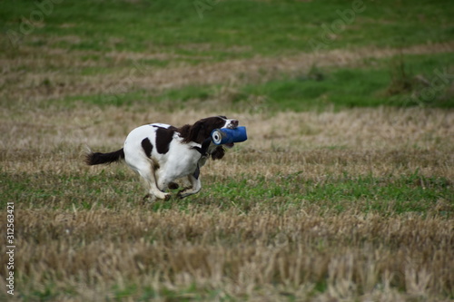 spaniel running