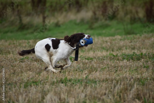 spaniel running