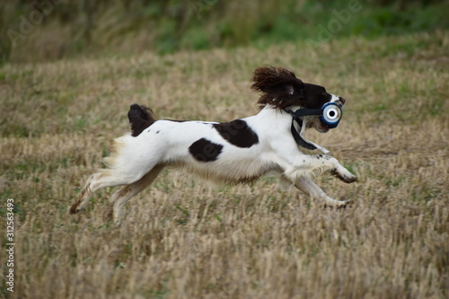 spaniel running