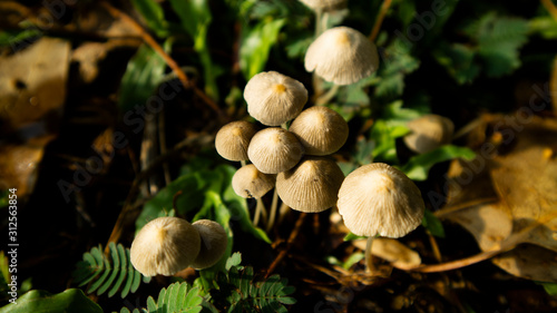 Winter wild mushroom (Mycena inclinata - known as the clustered bonnet or the oak-stump bonnet cap) in the forest photo