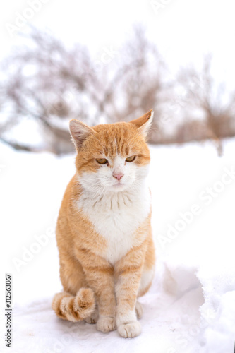 Fat red cat sits in the snow