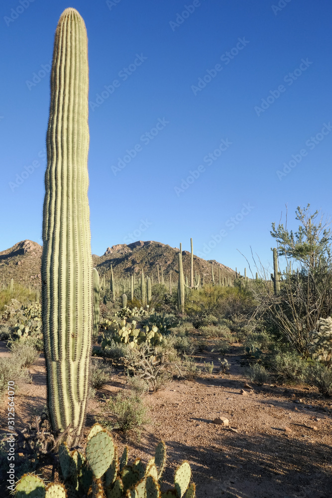 Sagauro Desert
