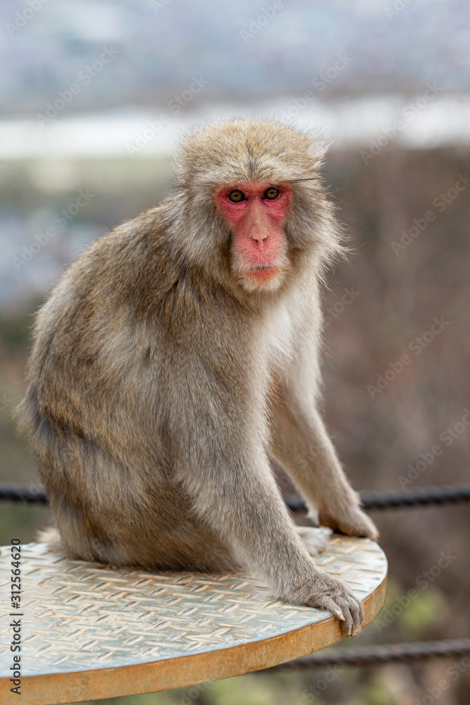 Naklejka premium Monkey in the wild in a park in Kyoto. Close-up. Vertical.