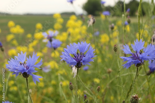 blue cornflowers and yellow rapeseed in the background in a field margin in zeeland, holland
