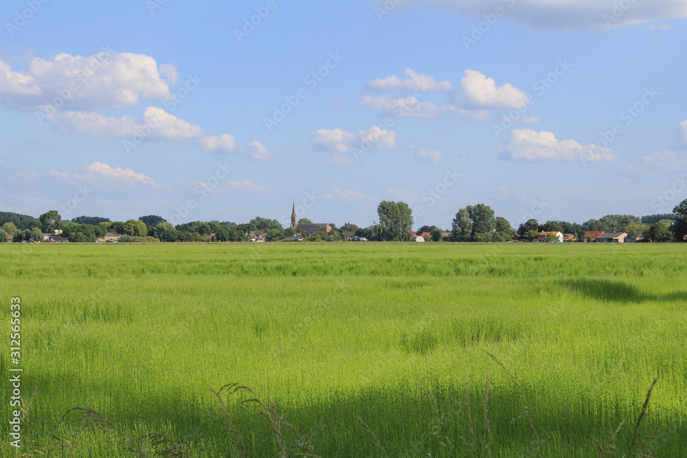 a big green flax field in holland and village and blue sky in the background