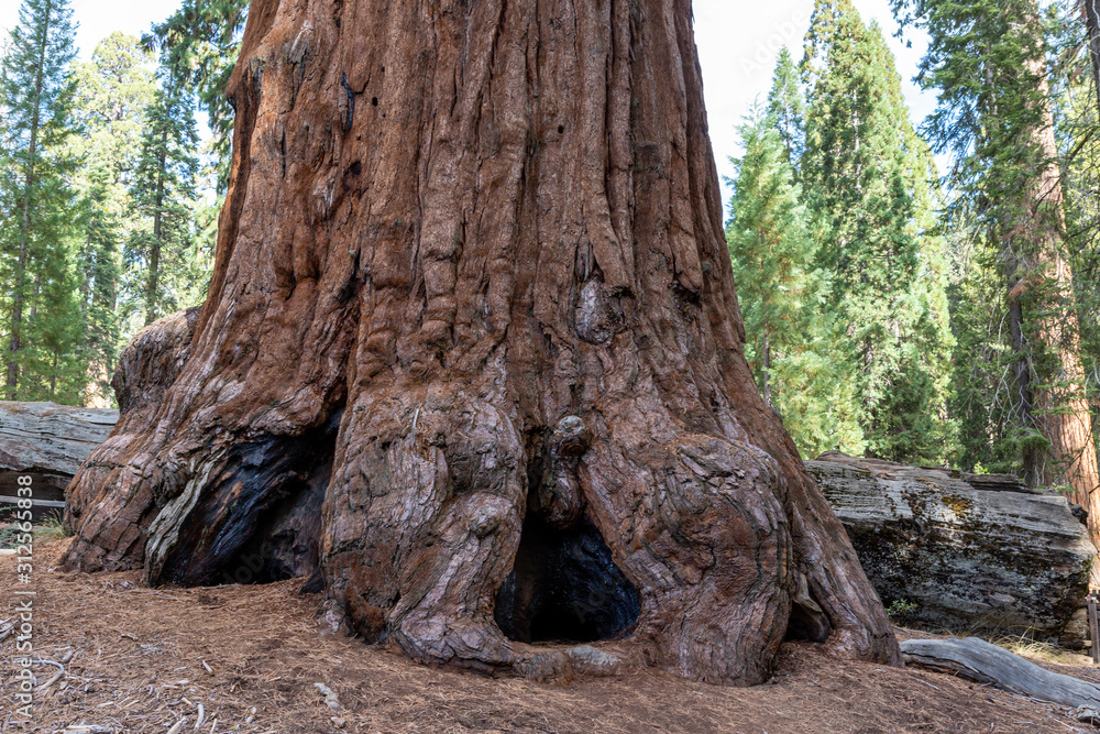trunk of a giant Sequoia redwood tree trunk of a giant Sequoia redwood tree