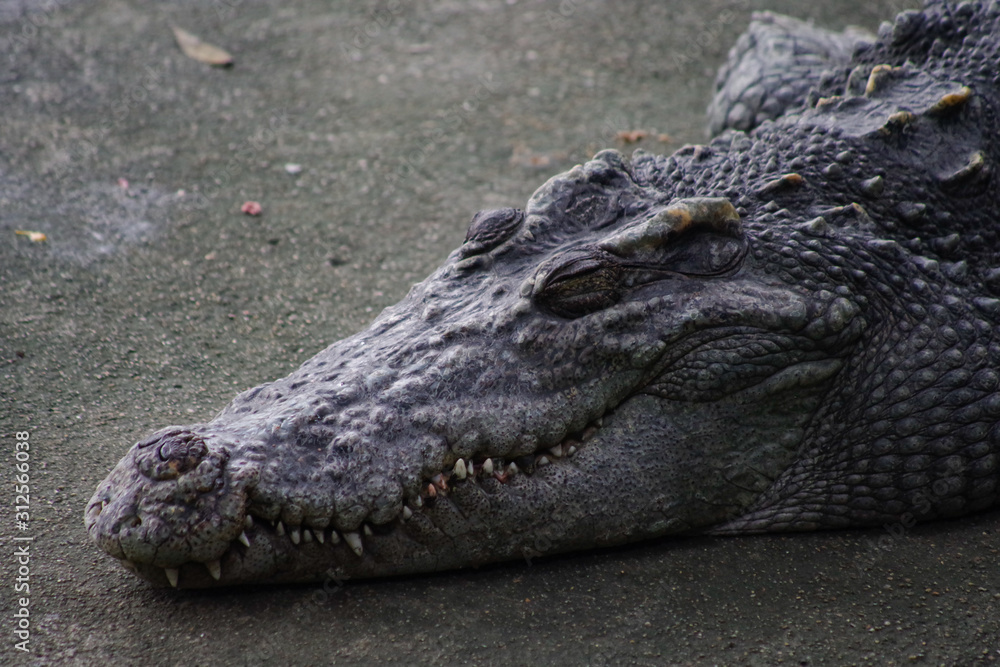 Fototapeta premium Close up of crocodile's head.