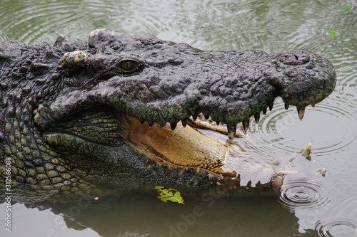 Close up of crocodile s head.