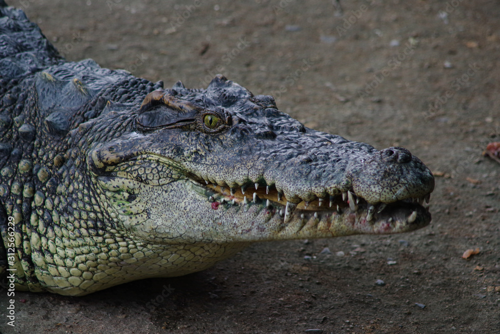 Close up of crocodile's head. Close up of crocodile's head.