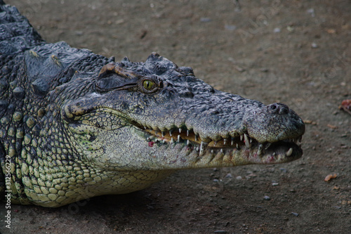 Close up of crocodile s head.