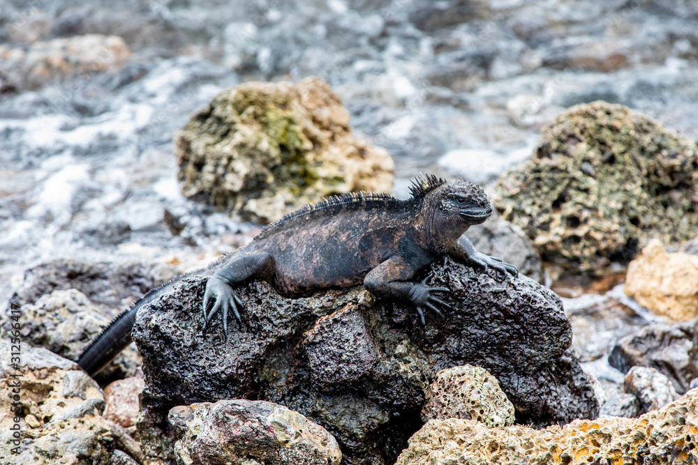 Marine iguana