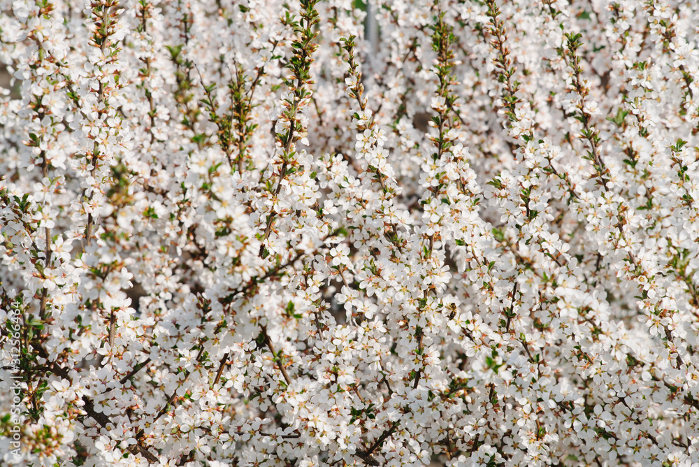 Beautiful branches of Cherry blossoms full blooming on the tree Beautiful branches of Cherry blossoms full blooming on the tree