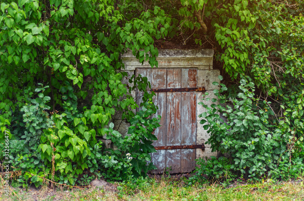 Old wooden door of an abandoned overgrown cellar Old wooden door of an abandoned overgrown cellar