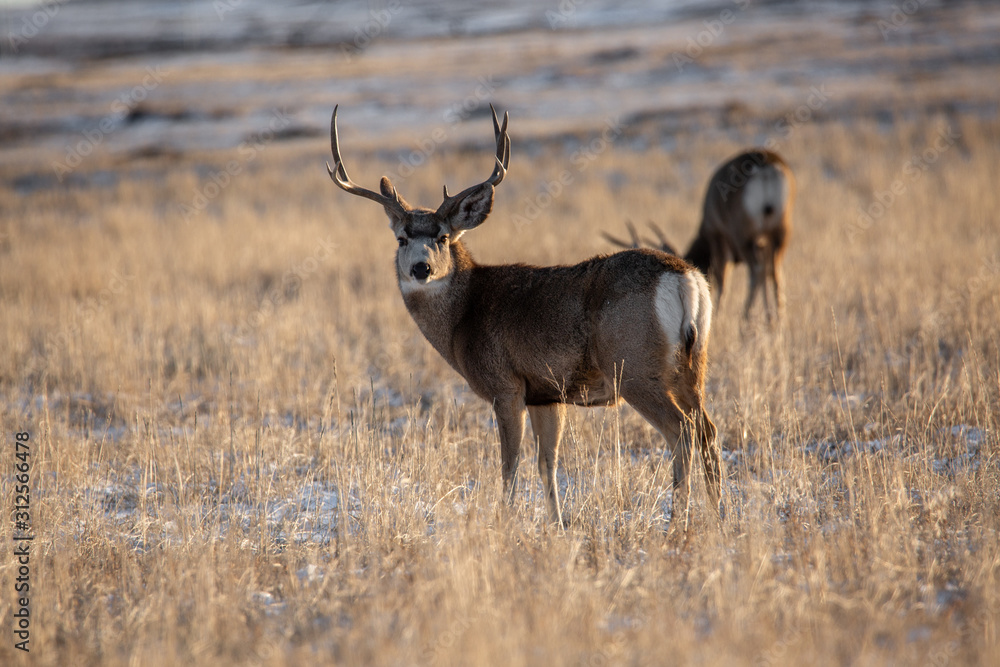 North American mule deer North American mule deer