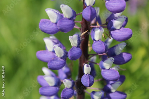 beautiful blue lupin flowers closeup with a green background