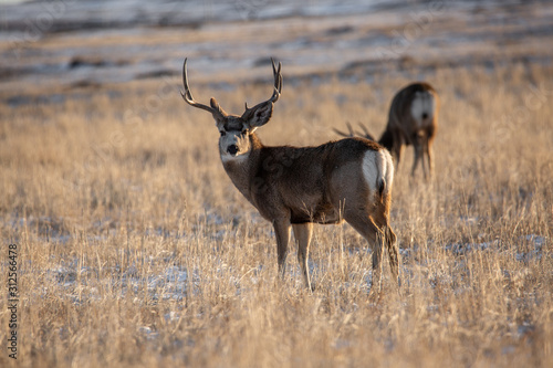 North American mule deer photo
