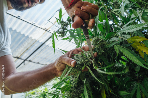 Plantation Of Organic Medical Marijuana. photo