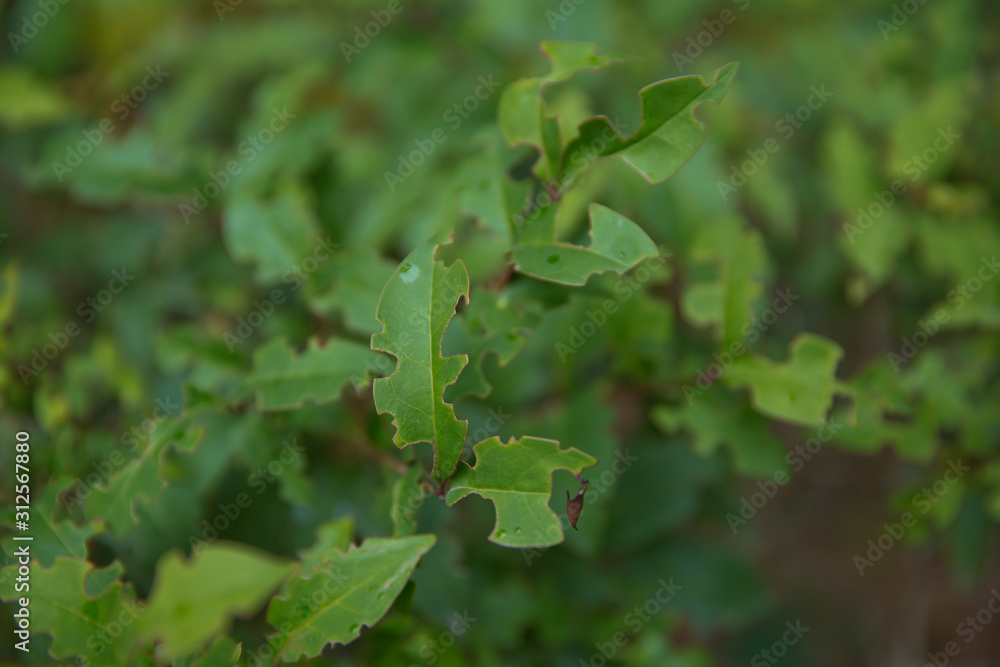 Ligustrum lucidum . Ligustrum lucidum is often used as an ornamental tree, sometimes in variegated forms. Wax leaf ligustrum green shrub . Ligustrum lucidum . Ligustrum lucidum is often used as an ornamental tree, sometimes in variegated forms. Wax leaf ligustrum green shrub .