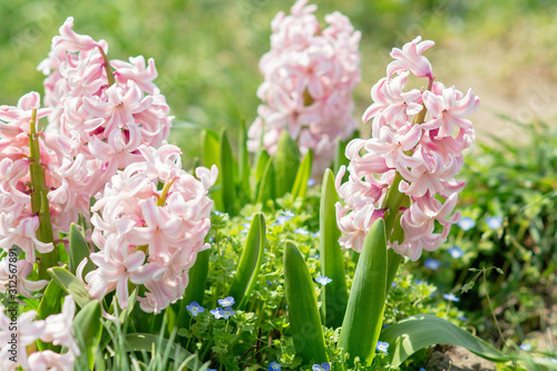 hyacinth in blossom growing in the garden close up photo