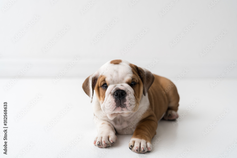 A bulldog sitting on a floor in a white room A bulldog sitting on a floor in a white room