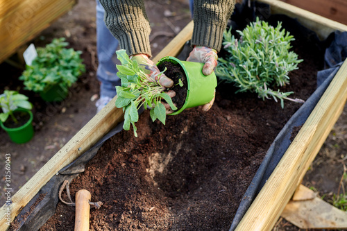 Anonymous woman planting herbs into a raised planter in her garden.