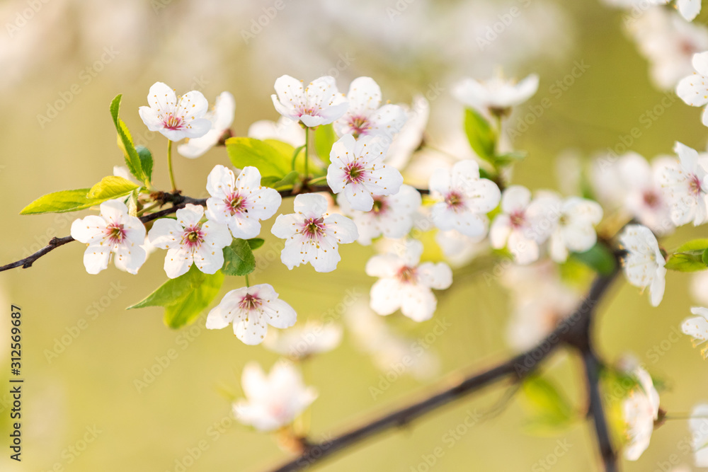 Fototapeta premium beautiful cherry flowers on a tree at sunrise