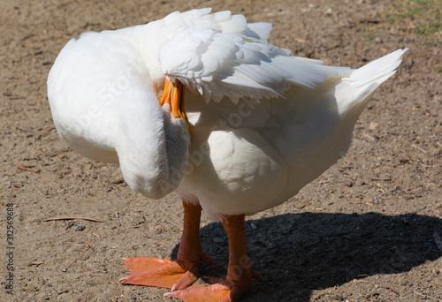 white goose