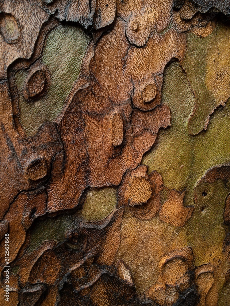 Plane tree texture
