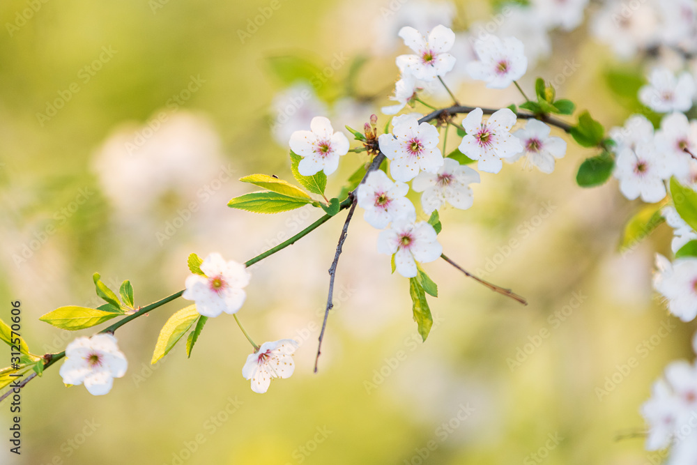 cherry blossom on a tree in the sun