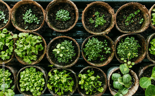 New Plants