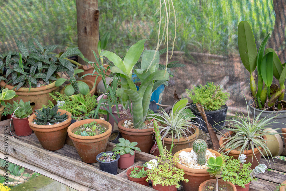 Little garden inside a greenhouse full of cactus, plants and succulents