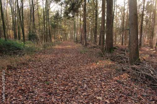 Unser schöner Wald