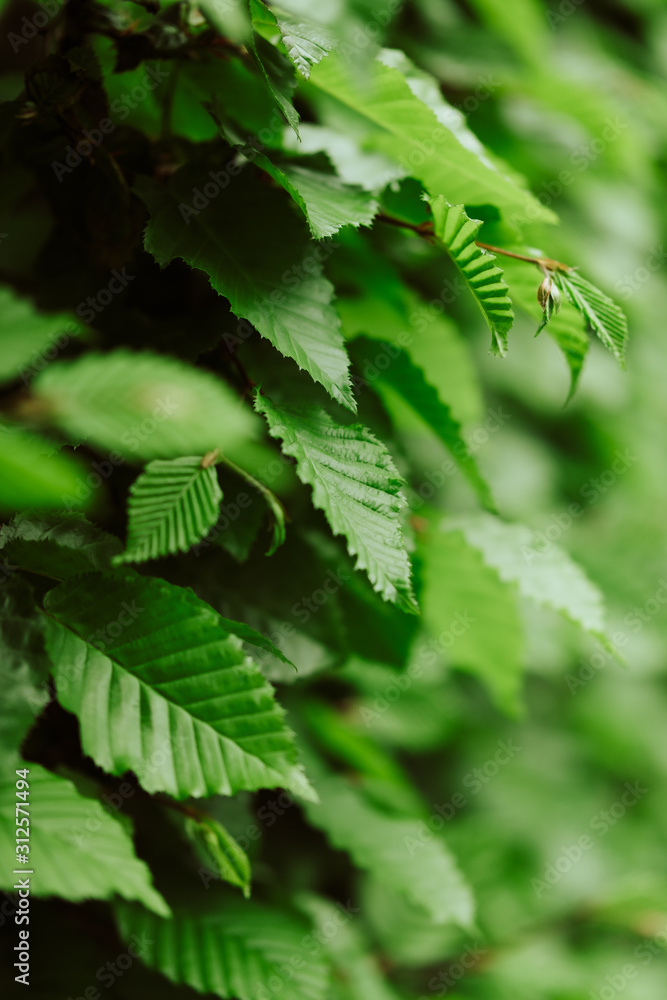 Close up of chestnut leaves Close up of chestnut leaves