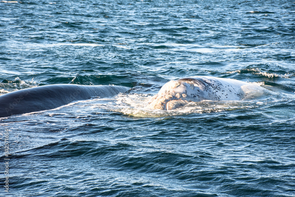 Close up view of Southern Right Whale emerging from the sea in Peninsula Valdes, Patagonia, Argentina