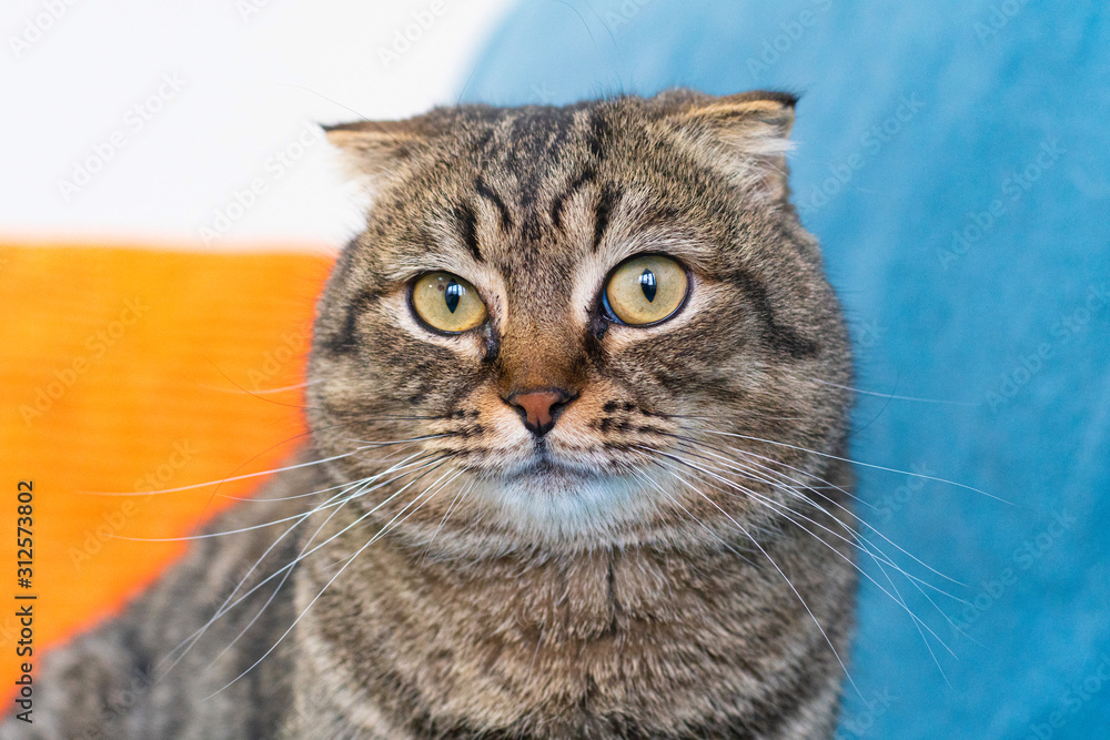 portrait of a gray-striped cat