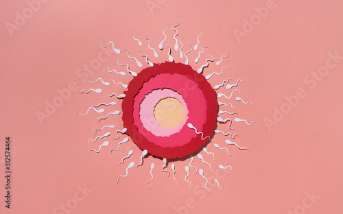Ovule being fertilized by sperm