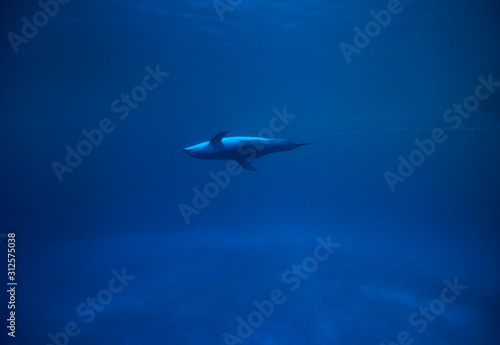 Dolphin in the blue in the Shedd Aquarium  Chicago  United States