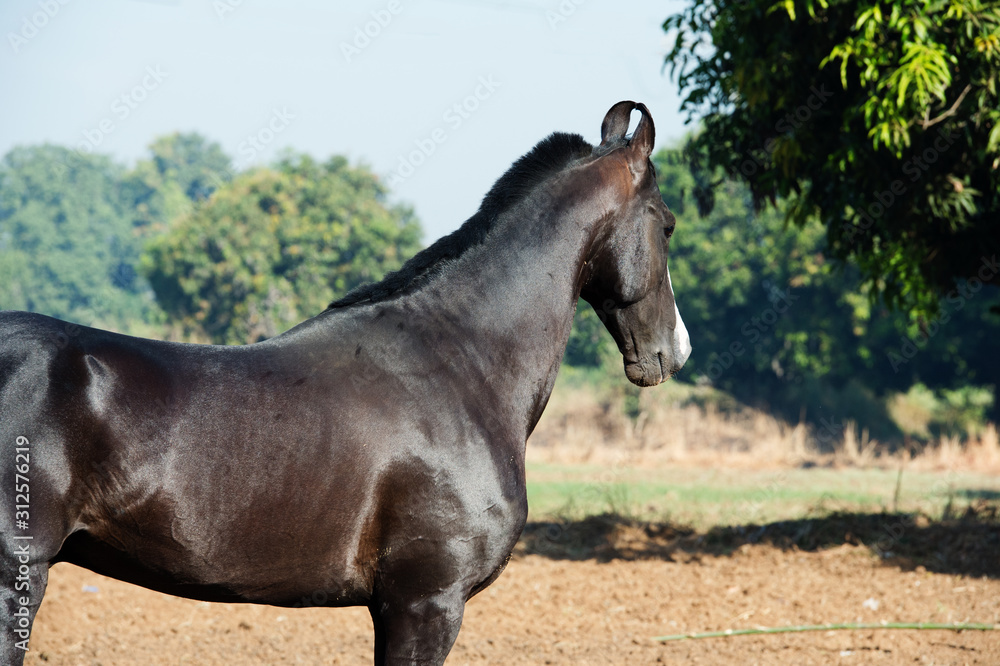 running marwari black stallion at freedom. Gujarat, India running marwari black stallion at freedom. Gujarat, India