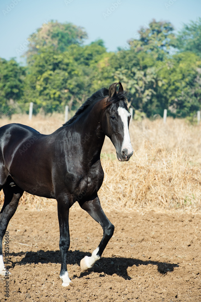 running marwari black stallion at freedom.  Gujarat, India