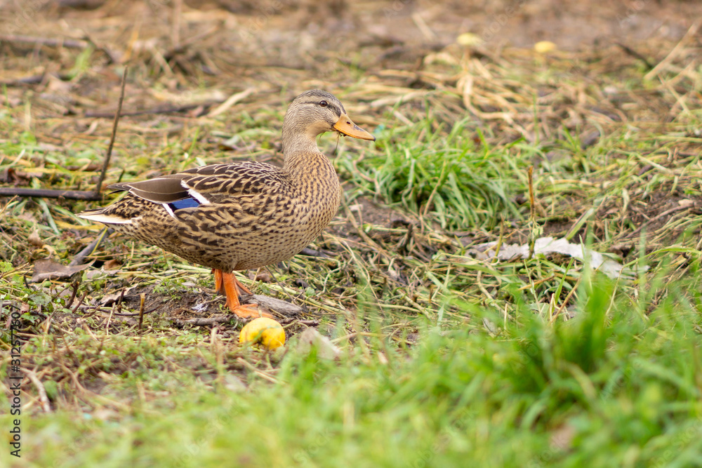 female mallard duck on the grass female mallard duck on the grass
